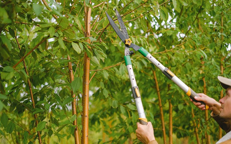 Tree trimming in Surgoinsville, TN